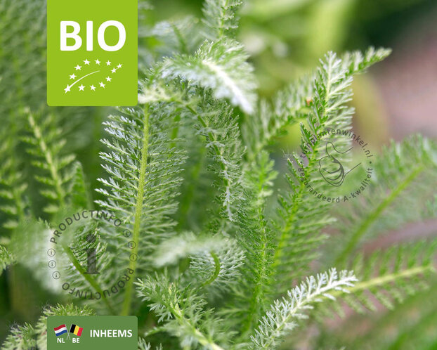 Achillea millefolium Puur