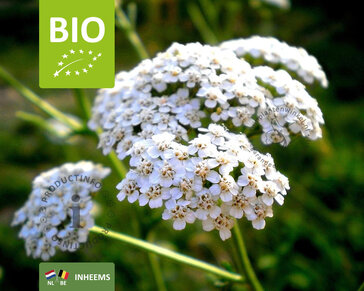 Achillea millefolium Puur