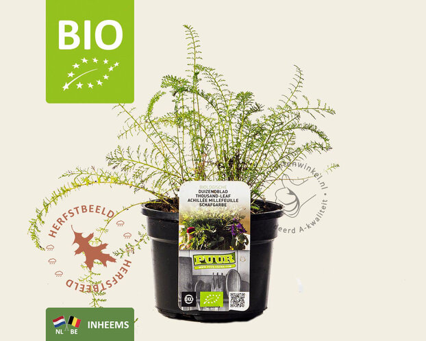 Achillea millefolium Puur