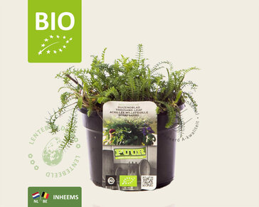 Achillea millefolium Puur