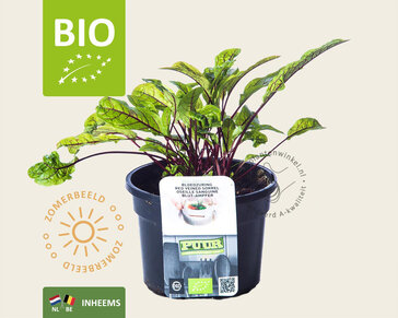 Rumex sanguineus Puur