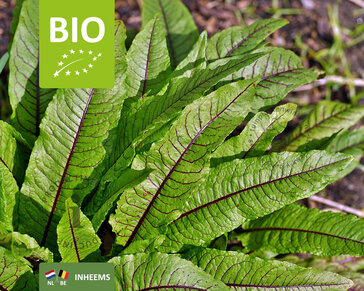 Rumex sanguineus Puur