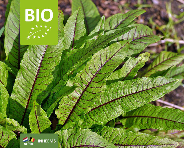 Rumex sanguineus Puur