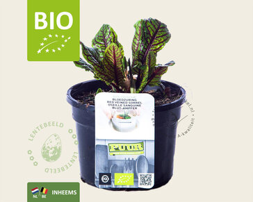 Rumex sanguineus Puur