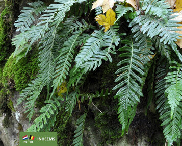 Polypodium vulgare image