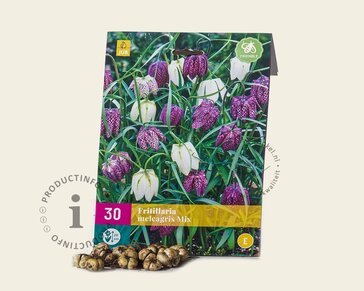 Fritillaria meleagris Mix