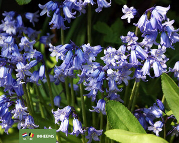 Scilla non-scripta image