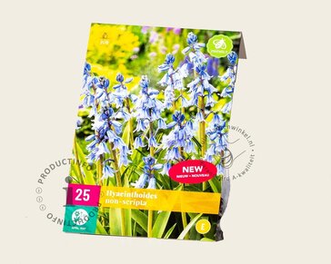 Hyacinthoides non-scripta