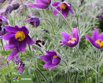 Pulsatilla vulgaris image