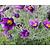 Pulsatilla vulgaris