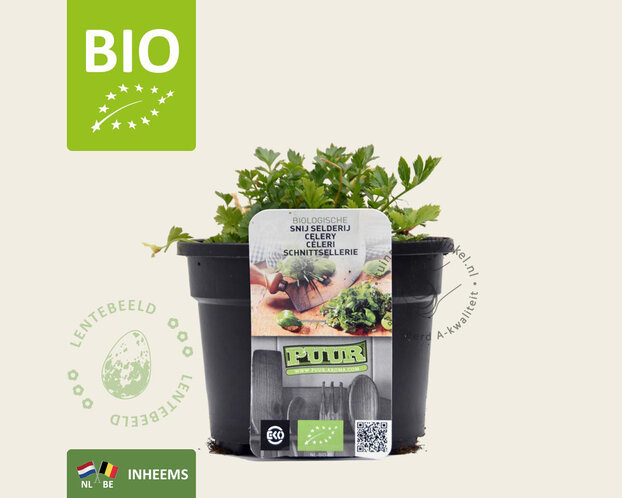 Apium graveolens - Puur