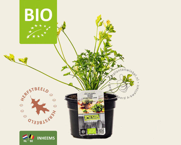 Apium graveolens - Puur