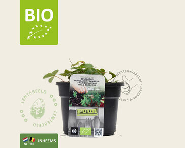 Fragaria vesca var. vesca - Puur