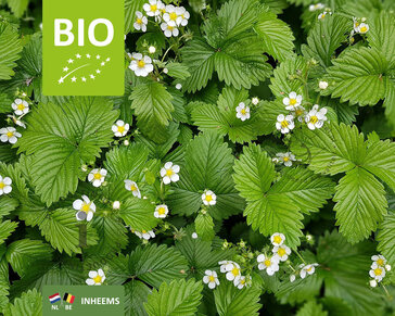 Fragaria vesca var. vesca - Puur