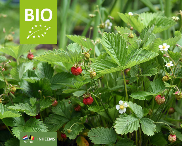Fragaria vesca var. vesca - Puur