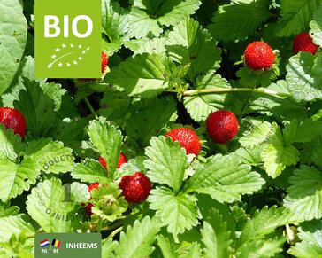 Fragaria vesca var. vesca - Puur