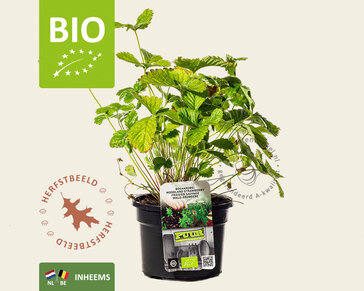 Fragaria vesca var. vesca - Puur