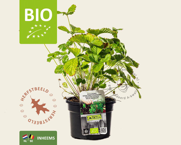 Fragaria vesca var. vesca - Puur