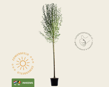 Salix alba image