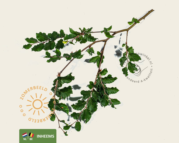 Fagus sylvatica - hoogstam