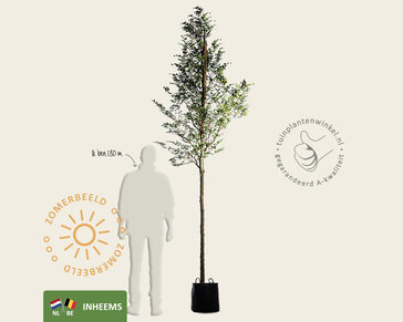 Fagus sylvatica - hoogstam