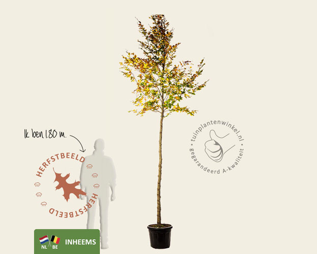 Fagus sylvatica - hoogstam