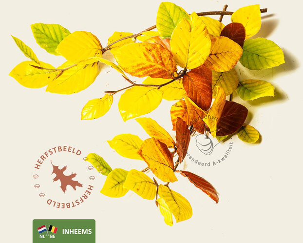 Fagus sylvatica - hoogstam