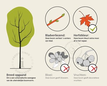 Fagus sylvatica - hoogstam