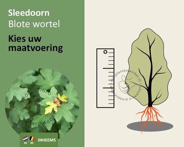 Acer campestre - blote wortel