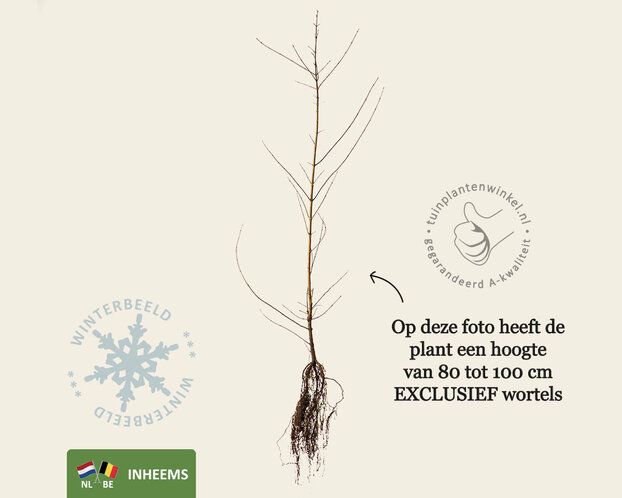 Acer campestre - blote wortel