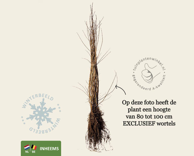 Acer campestre - blote wortel