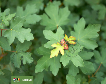 Acer campestre - blote wortel