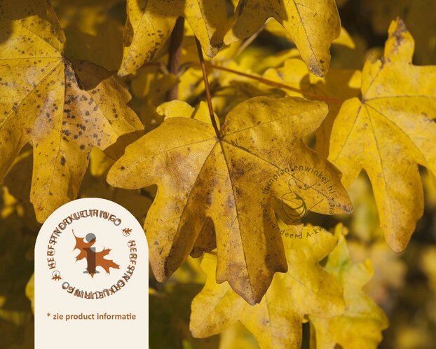 Acer campestre - blote wortel