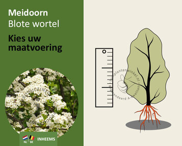 Crataegus monogyna - blote wortel image