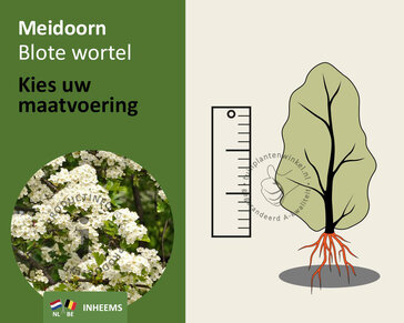 Crataegus monogyna - blote wortel