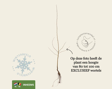 Crataegus monogyna - blote wortel