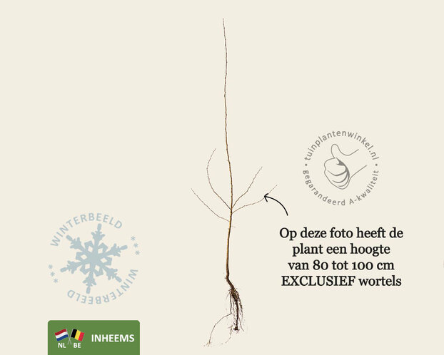 Crataegus monogyna - blote wortel