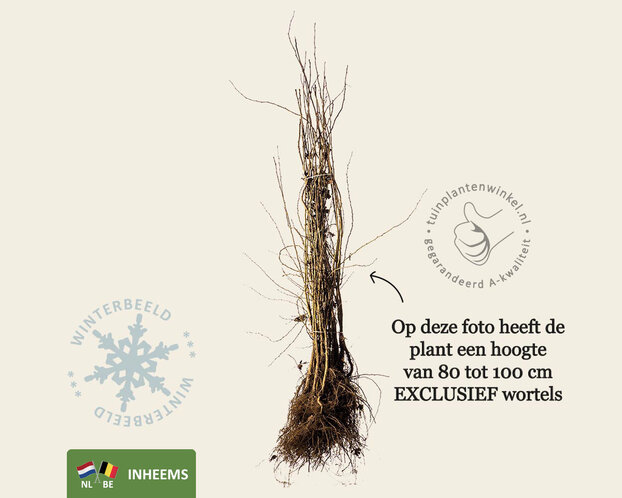 Crataegus monogyna - blote wortel