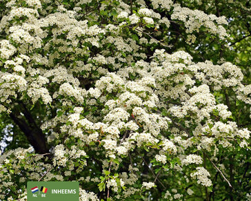 Crataegus monogyna - blote wortel
