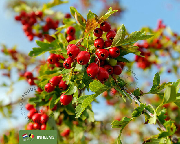 Crataegus monogyna - blote wortel