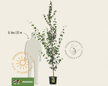 Cornus mas - beveerd