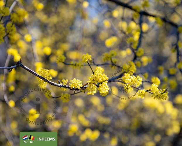Cornus mas - beveerd