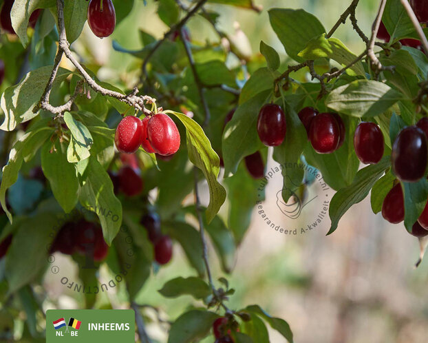 Cornus mas - beveerd