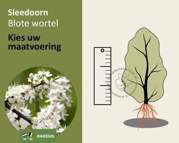 Prunus spinosa - blote wortel image