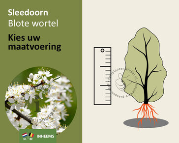 Prunus spinosa - blote wortel