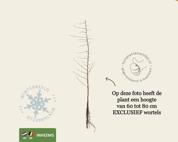 Prunus spinosa - blote wortel