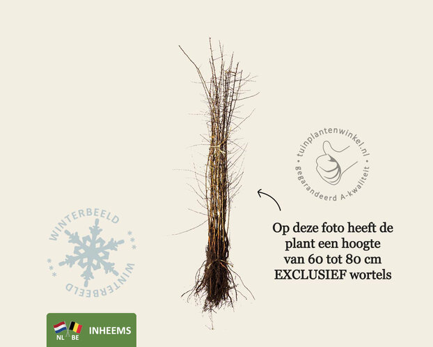 Prunus spinosa - blote wortel