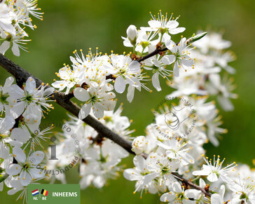 Prunus spinosa - blote wortel