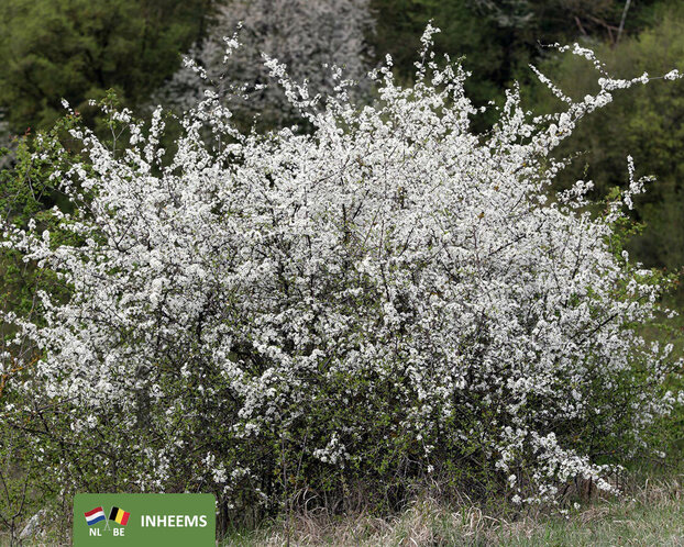 Prunus spinosa - blote wortel