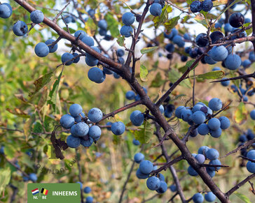 Prunus spinosa - blote wortel